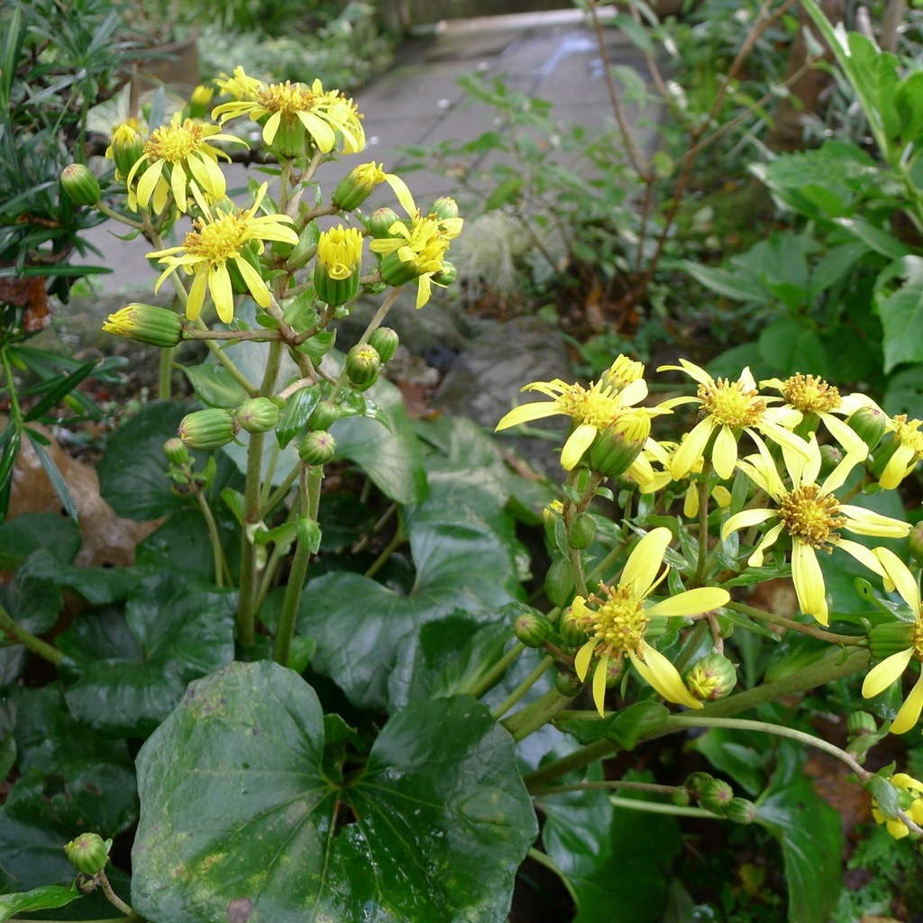 KG-L1100215.jpg